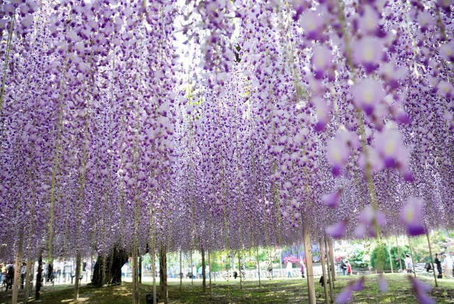 Shangrala's Ashikaga Flower Park