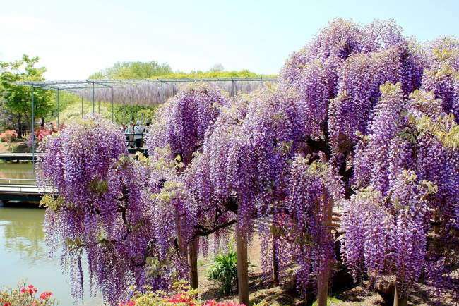 Shangrala's Ashikaga Flower Park