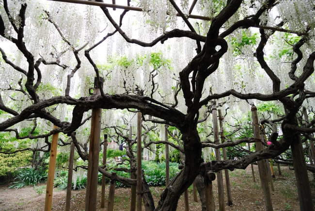 Shangrala's Ashikaga Flower Park