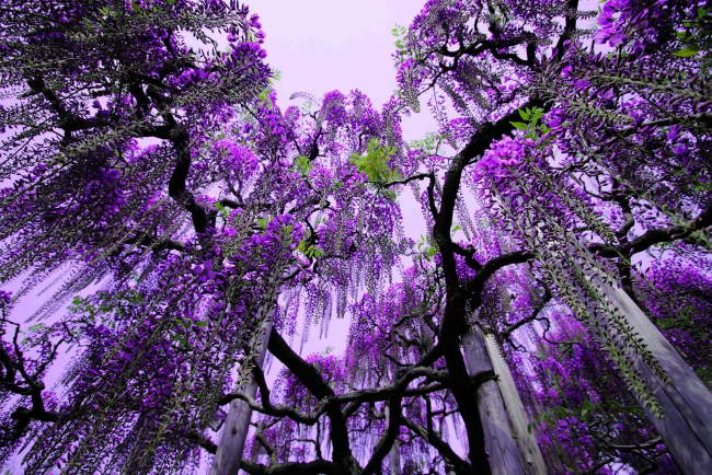 Shangrala's Ashikaga Flower Park