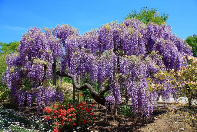 Shangrala's Ashikaga Flower Park