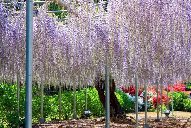 Shangrala's Ashikaga Flower Park