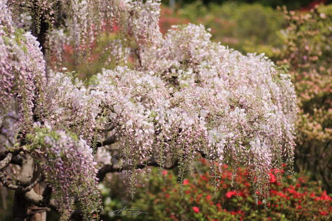 Shangrala's Ashikaga Flower Park