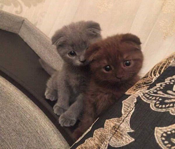 Shangrala's Adorable Kittens