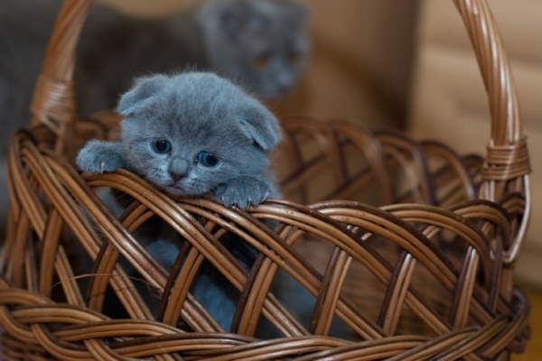 Shangrala's Adorable Kittens