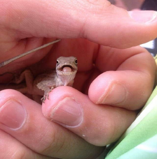 Shangrala's Cute Little Lizards