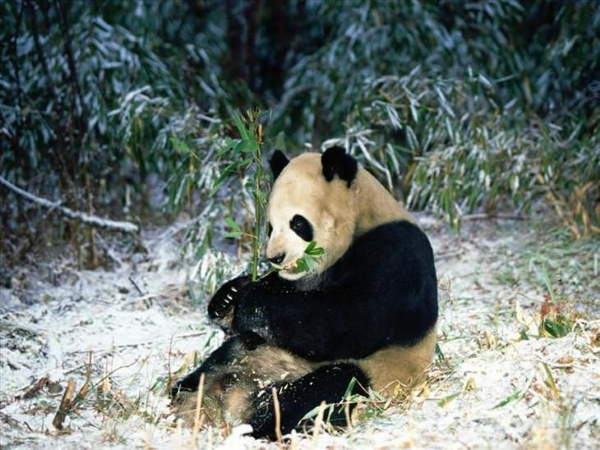 Shangrala's Giant Panda Bear 2