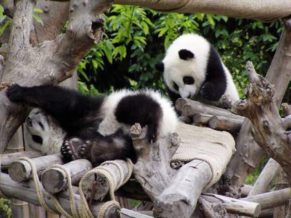 Shangrala's Giant Panda Bear 2