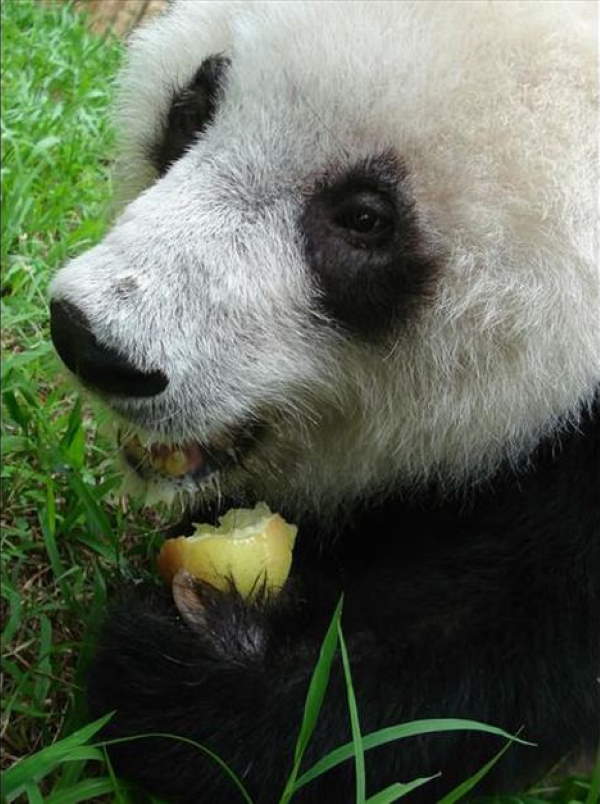 Shangrala's Giant Panda Bear 2