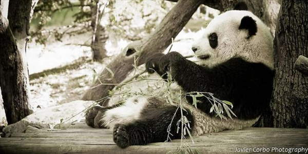 Shangrala's Giant Panda Bear 2