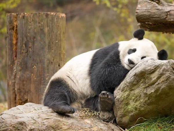 Shangrala's Giant Panda Bear 2