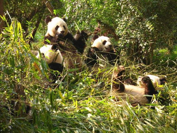 Shangrala's Giant Panda Bear 2