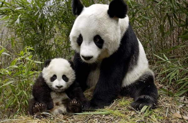 Shangrala's Giant Panda Bear 2