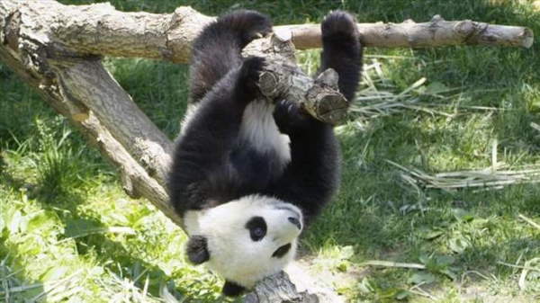 Shangrala's Giant Panda Bear 2