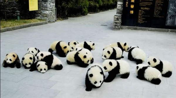 Shangrala's Giant Panda Bear 2