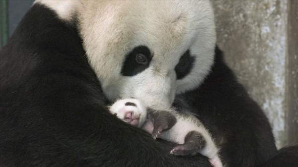 Shangrala's Giant Panda Bear 2