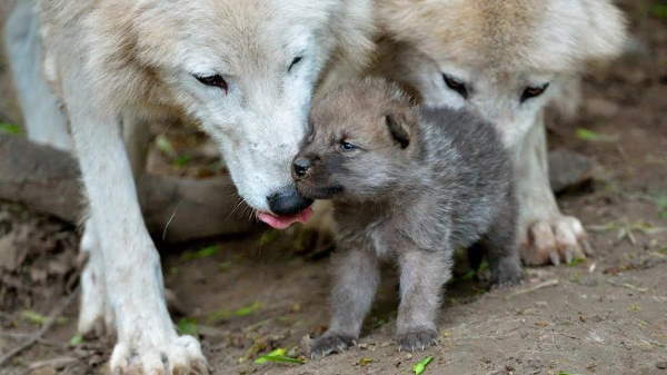 Shangrala's Picture Perfect Animals