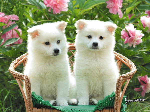 Shangrala's Adorable Puppies