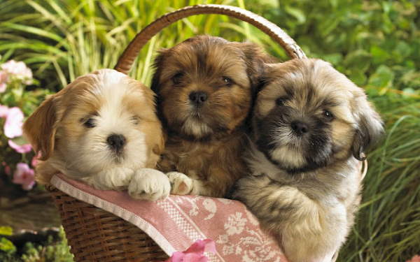 Shangrala's Adorable Puppies