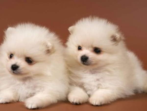 Shangrala's Adorable Puppies