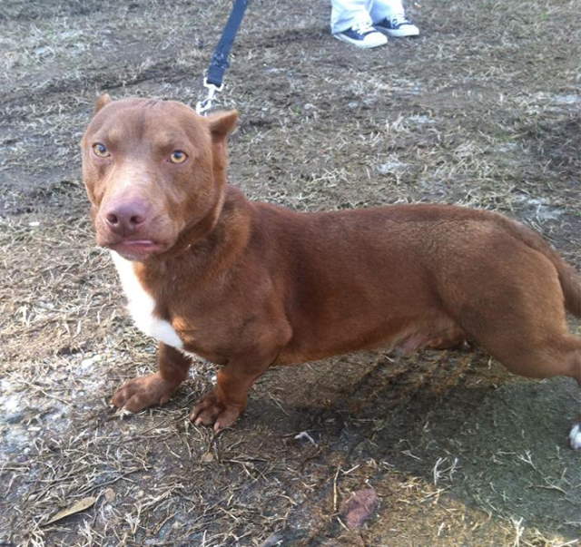 Shangrala's Rami: Pitbull-Dachshund Mix