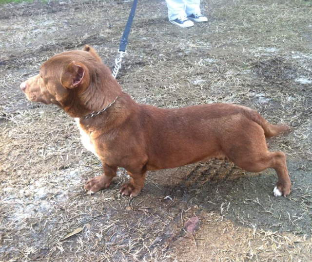 Shangrala's Rami: Pitbull-Dachshund Mix