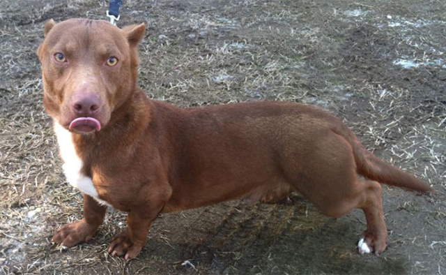 Shangrala's Rami: Pitbull-Dachshund Mix