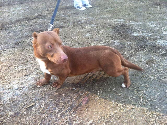 Shangrala's Rami: Pitbull-Dachshund Mix