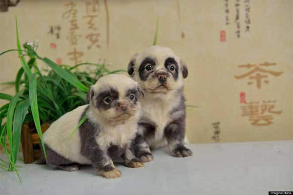 Shangrala's Beautiful Rare Dogs