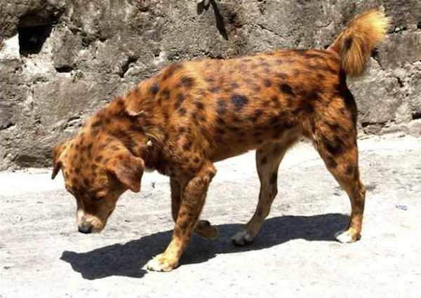 Shangrala's Beautiful Rare Dogs