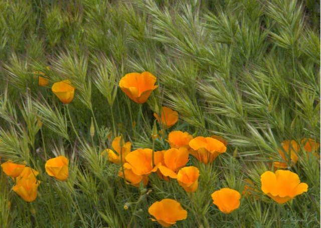 Shangrala's Arizona Wildflower Superbloom