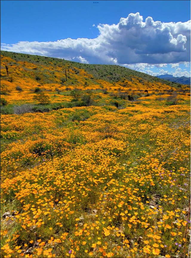 Shangrala's Arizona Wildflower Superbloom