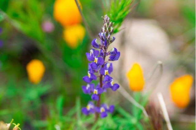 Shangrala's Arizona Wildflower Superbloom