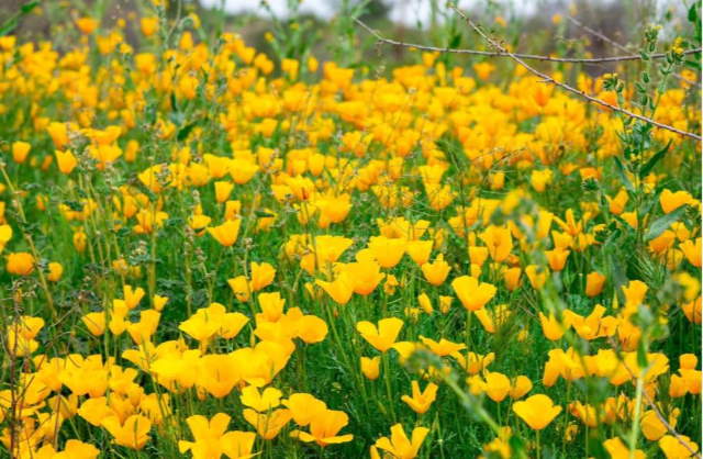 Shangrala's Arizona Wildflower Superbloom