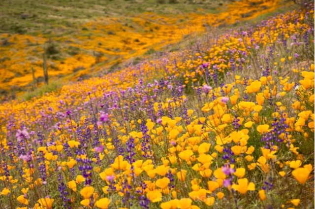 Shangrala's Arizona Wildflower Superbloom