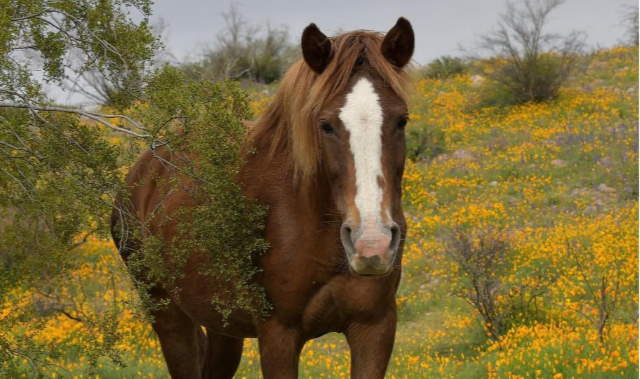 Shangrala's Arizona Wildflower Superbloom