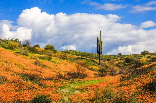 Shangrala's Arizona Wildflower Superbloom