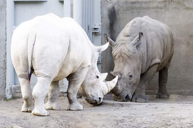 Shangrala's Amazing Albino Animals 2