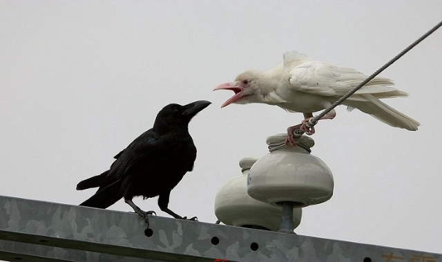 Shangrala's Amazing Albino Animals 2