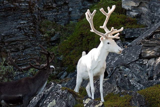 Shangrala's Amazing Albino Animals 2