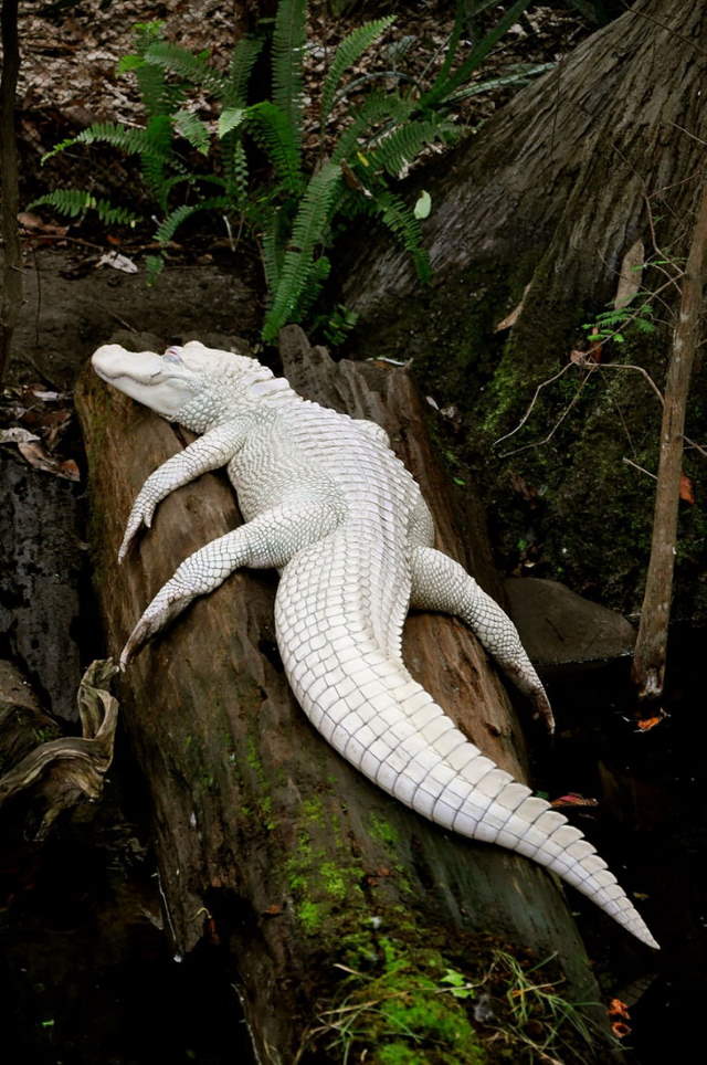 Shangrala's Amazing Albino Animals 2