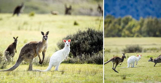 Shangrala's Amazing Albino Animals 2