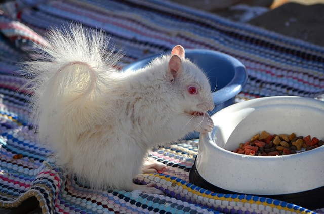 Shangrala's Amazing Albino Animals 2