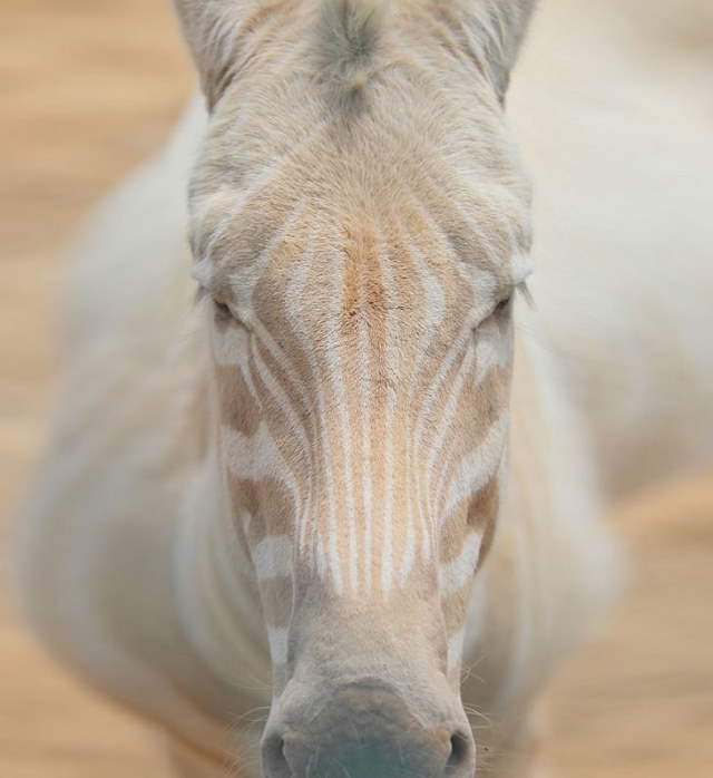 Shangrala's Amazing Albino Animals 2