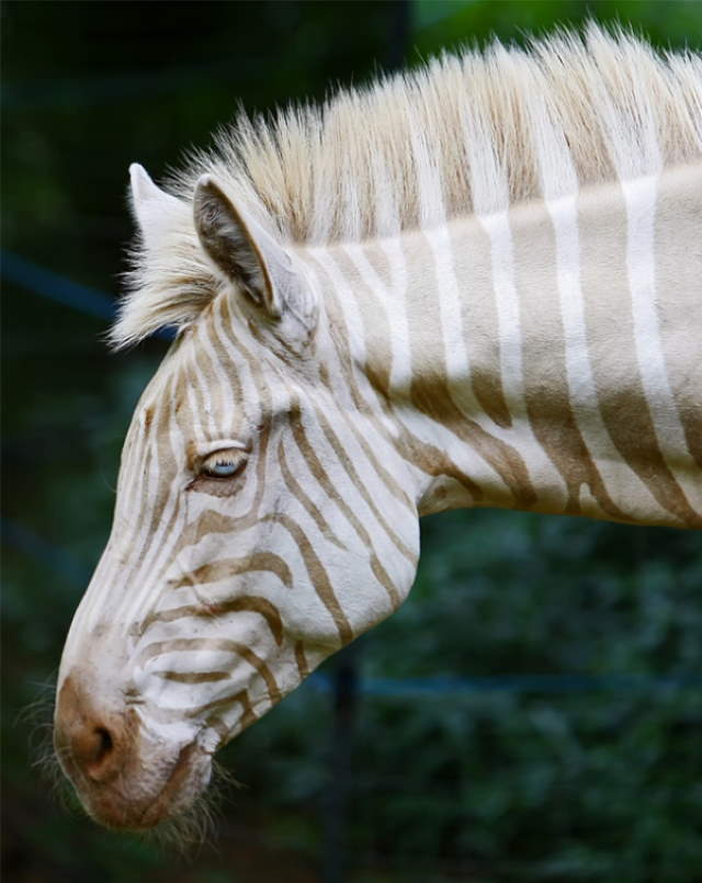 Shangrala's Amazing Albino Animals 2