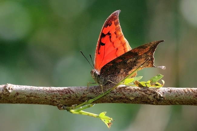 Shangrala's Beautiful Butterflies 2