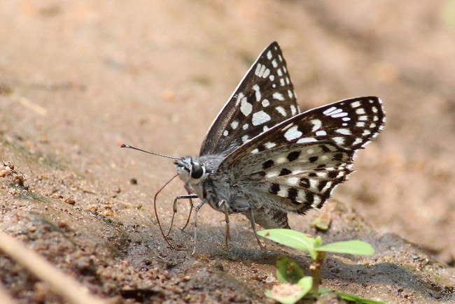 Shangrala's Beautiful Butterflies 2