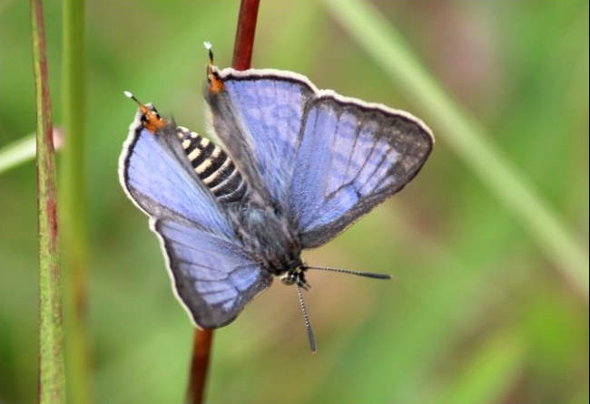 Shangrala's Beautiful Butterflies 2