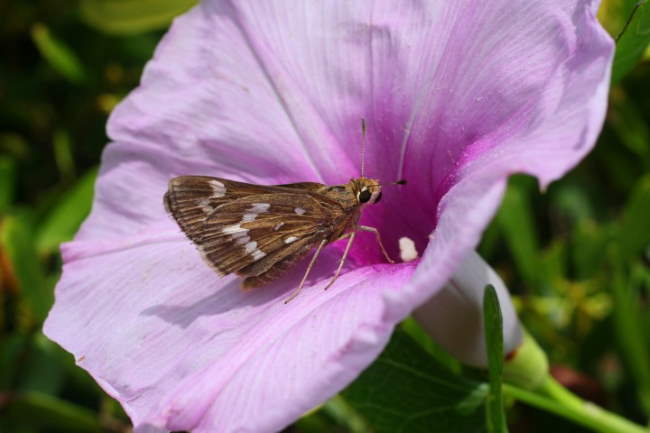 Shangrala's Beautiful Butterflies 2