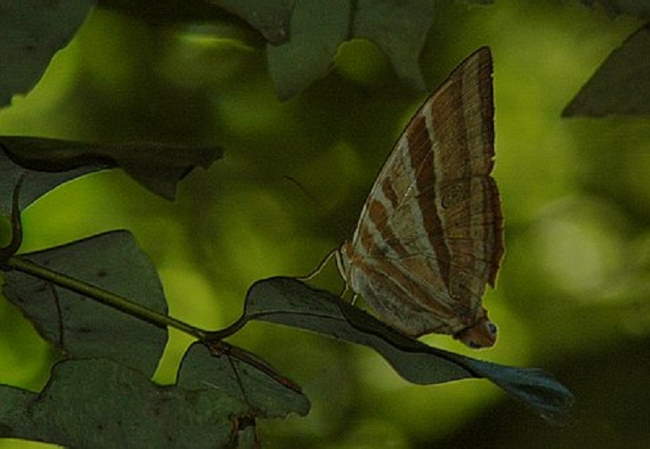 Shangrala's Beautiful Butterflies 2